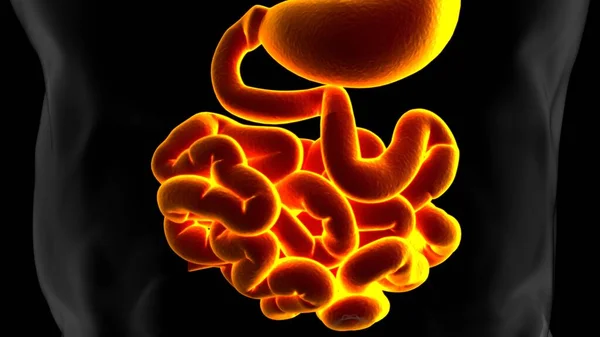 Illustration Anatomie Système Digestif Humain Intestin Grêle Pour Concept Médical — Photo