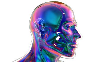 3D İllüstrasyon, Kas yumuşak bir dokudur, kas hücreleri proteinleri içerir ve hücrenin uzunluğunu ve şeklini değiştiren bir kasılma üretir. Güç ve hareket üretmek için kas fonksiyonları.