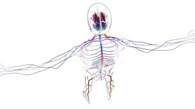 Tıbbi Konsept için İnsan Beyni Anatomisi 3 boyutlu İllüstrasyon