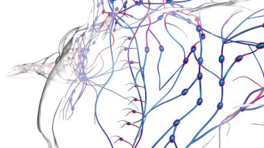Tıbbi Konsept için İnsan Lenf Düğümleri Anatomisi 3 boyutlu Görüntü