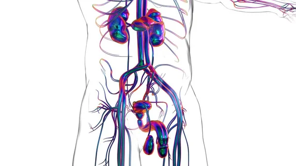 Anatomia Del Sistema Riproduttivo Maschile Concetto Medico Illustrazione — Foto Stock