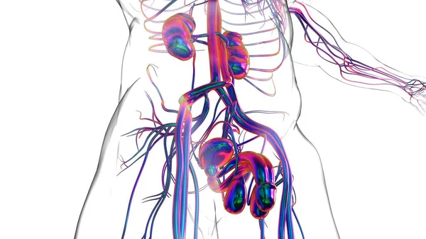 Anatomi Sistem Reproduksi Pria Untuk Konsep Medis Ilustrasi — Stok Foto