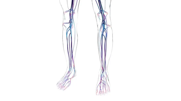 Человеческие Артерии Вены Медицинской Концепции Иллюстрации — стоковое фото