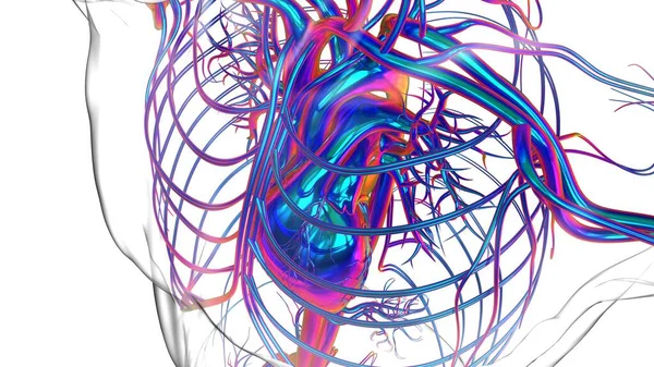 Ludzkie Serce Anatomia Dla Medycznej Koncepcji Ilustracji — Zdjęcie stockowe
