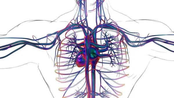 医療概念のためのヒト心臓解剖学3Dイラスト — ストック写真
