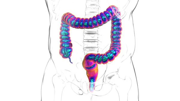 Ilustrace Anatomie Lidského Zažívacího Ústrojí Large Intestine Pro Lékařskou Koncepci — Stock fotografie