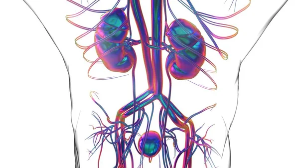 Mänskliga Njurar Anatomi För Medicinska Begreppet Illustration — Stockfoto