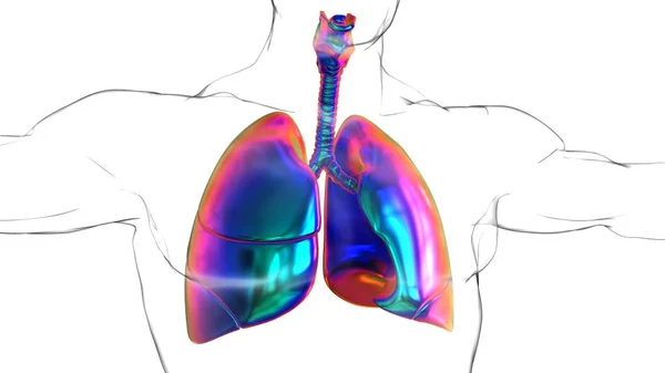 Pulmones Humanos Con Anatomía Diafragma Para Concepto Médico Ilustración —  Fotos de Stock