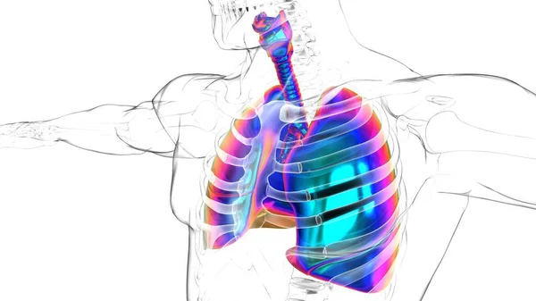 Pulmões Humanos Com Anatomia Diafragma Para Conceito Médico Ilustração — Fotografia de Stock