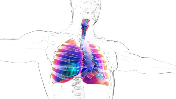Ludzkie Płuca Anatomią Przepony Dla Koncepcji Medycznej Ilustracja — Zdjęcie stockowe