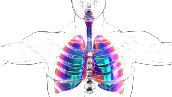 Lidské Plíce Membránou Anatomie Pro Lékařské Pojetí Ilustrace — Stock fotografie