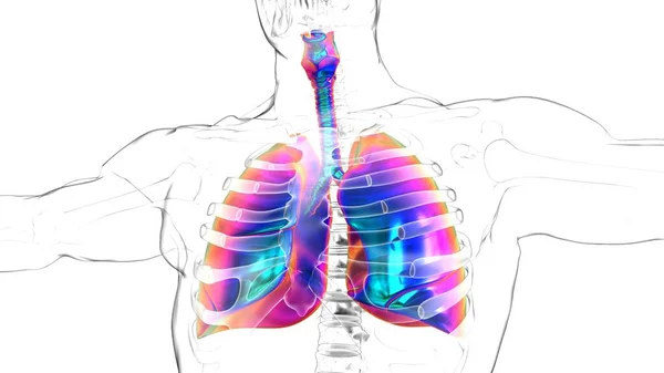 Ανθρώπινα Πνευμόνια Ανατομία Διαφράγματος Για Ιατρική Έννοια Απεικόνιση — Φωτογραφία Αρχείου