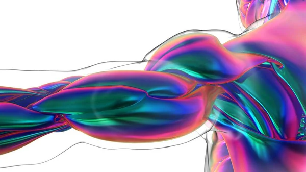 3Dイラスト 筋肉は柔らかい組織であり 筋肉細胞にはタンパク質が含まれており 細胞の長さと形状を変化させる収縮を生み出します 力と動きを生み出す筋肉機能 — ストック写真