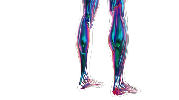 Ilustración Músculo Tejido Blando Las Células Musculares Contienen Proteínas Produciendo — Foto de Stock