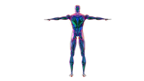Ilustracja Mięśnie Jest Tkanką Miękką Komórki Mięśniowe Zawierają Białka Tworząc — Zdjęcie stockowe