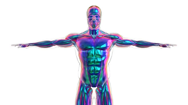 Illustratie Muscle Een Zacht Weefsel Spiercellen Bevatten Eiwitten Het Produceren — Stockfoto