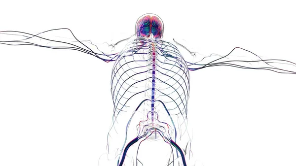 Tıbbi Konsept Için Nsan Beyni Anatomisi Boyutlu Llüstrasyon — Stok fotoğraf