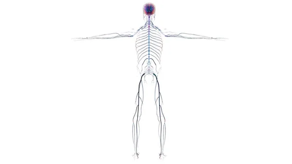 Anatomía Del Sistema Nervioso Cerebral Humano Para Concepto Médico Ilustración — Foto de Stock