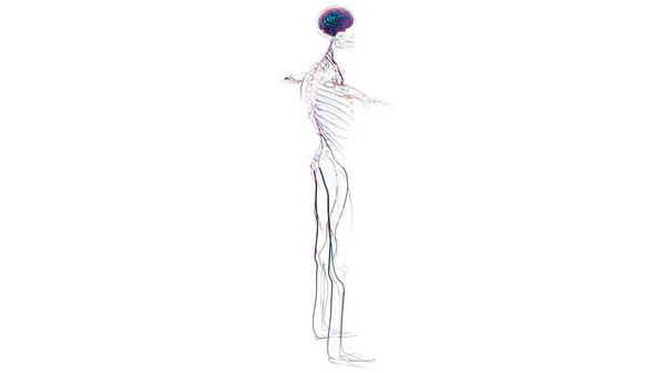 Anatomie Des Menschlichen Gehirns Für Medizinisches Konzept Illustration — Stockfoto
