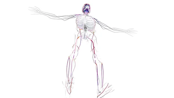 Människans Hjärna Nervsystemet Anatomi För Medicinska Begrepp Illustration — Stockfoto