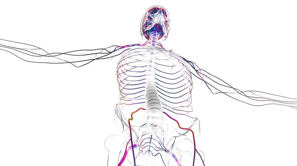 医学概念的人脑神经系统解剖3D图解 — 图库照片