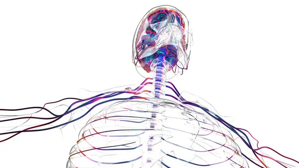Ανθρώπινο Νευρικό Σύστημα Του Εγκεφάλου Ανατομία Για Ιατρική Έννοια Εικονογράφηση — Φωτογραφία Αρχείου