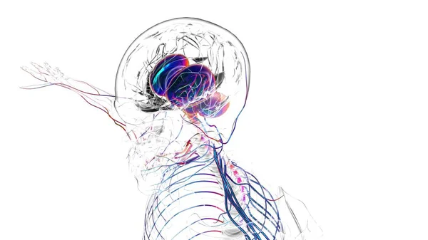 医学的概念のためのヒト脳解剖学3Dイラスト — ストック写真