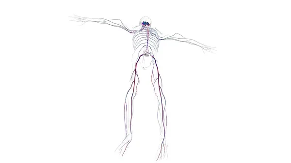 Mänsklig Hjärnanatomi För Medicinskt Koncept Illustration — Stockfoto