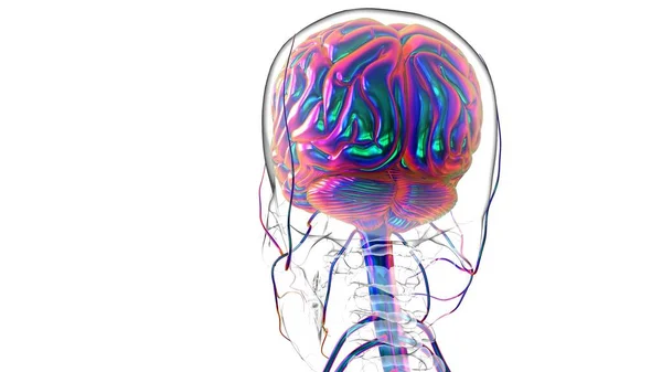 Anatomía Cerebral Humana Para Concepto Médico Ilustración —  Fotos de Stock