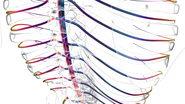 医療概念のためのヒト神経系解剖学3Dイラスト — ストック写真