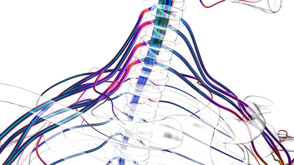 Ludzki Układ Nerwowy Anatomia Medyczna Koncepcja Ilustracja — Zdjęcie stockowe