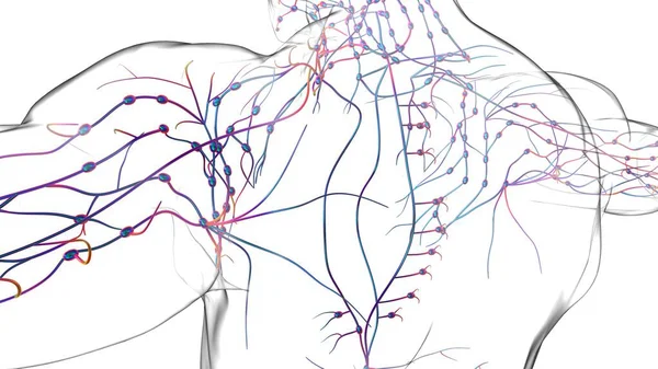 Human Lymph Nodes Anatomy Medical Concept Illustration — 스톡 사진