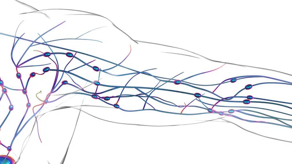 Anatomía Los Ganglios Linfáticos Humanos Para Concepto Médico Ilustración —  Fotos de Stock