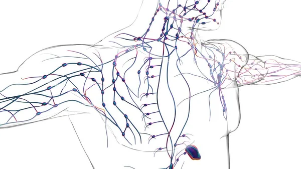 Nodal Lymph Manusia Anatomi Untuk Konsep Medis Ilustrasi — Stok Foto