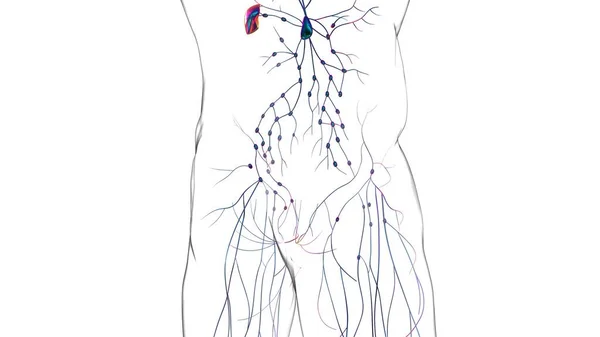 Anatomía Los Ganglios Linfáticos Humanos Para Concepto Médico Ilustración — Foto de Stock