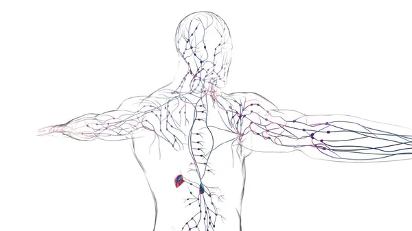 Anatomía Los Ganglios Linfáticos Humanos Para Concepto Médico Ilustración —  Fotos de Stock