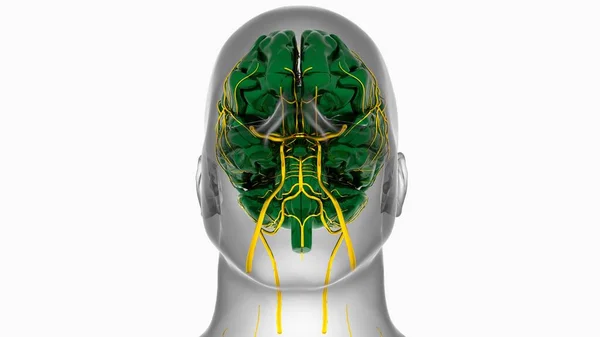 Anatomi Otak Manusia Untuk Konsep Medis Ilustrasi — Stok Foto