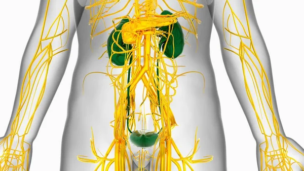 Anatomia Dos Rins Humanos Para Ilustração Médica Conceito — Fotografia de Stock