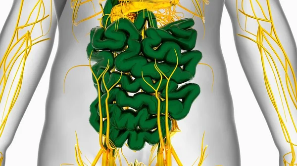 Sistema Digestivo Humano Del Intestino Delgado Para Ilustración Del Concepto —  Fotos de Stock