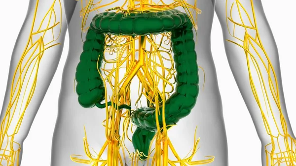 Illustratie Anatomie Van Het Spijsverteringsstelsel Van Mens Dikke Darm Voor — Stockfoto