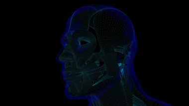 3D İllüstrasyon, Kas yumuşak bir dokudur, kas hücreleri proteinleri içerir ve hücrenin uzunluğunu ve şeklini değiştiren bir kasılma üretir. Güç ve hareket üretmek için kas fonksiyonları.