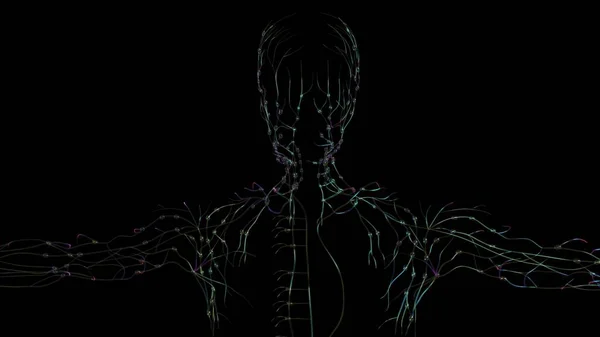 Tıbbi Konsept Için Nsan Lenf Düğümleri Anatomisi Boyutlu Görüntü — Stok fotoğraf
