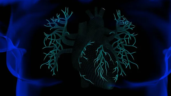 Ανατομία Της Ανθρώπινης Καρδιάς Για Ιατρική Έννοια Απεικόνιση Σύρμα Πλαίσιο — Φωτογραφία Αρχείου