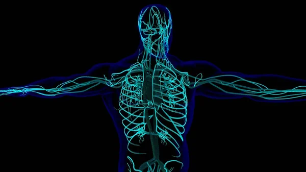 Tıbbi Konsept Için Insan Kalbi Anatomisi Tel Çerçeveli Boyutlu Illüstrasyon — Stok fotoğraf