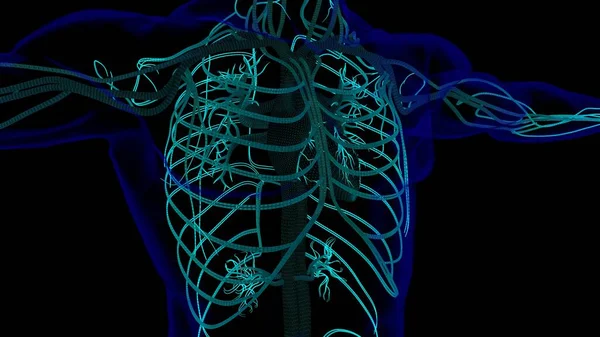 Anatomia Del Cuore Umano Concetto Medico Illustrazione Con Telaio Filo — Foto Stock