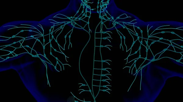 Anatomie Menschlicher Lymphknoten Für Medizinisches Konzept Illustration Mit Drahtgestell — Stockfoto