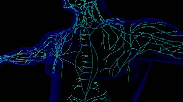 Lidské Lymfatické Uzliny Anatomie Pro Lékařské Koncepce Ilustrace — Stock fotografie