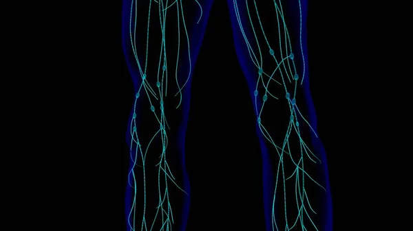 Anatomía Los Ganglios Linfáticos Humanos Para Concepto Médico Ilustración —  Fotos de Stock
