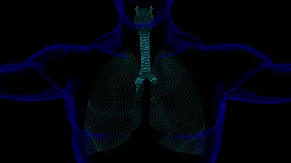 Tıbbi Konsept Için Insan Ciğerleri Soluk Borusu Anatomisi Kablo Çerçeveli — Stok fotoğraf