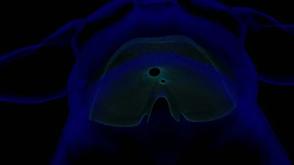 ダイヤフラム 医学的概念のための人間の呼吸器系解剖学ワイヤーフレームと3Dイラスト — ストック写真
